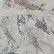 Fossil Fish (Gosiutichthys) Mass Mortality Plate - Lake Gosiute #51939-1